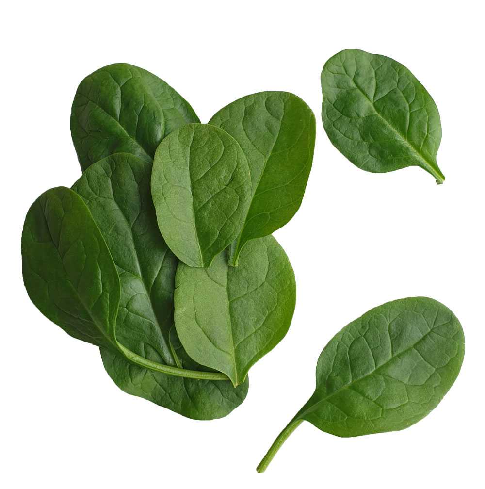 FG01011 เบบี้สปีแนช Baby Spinach ( 100g )