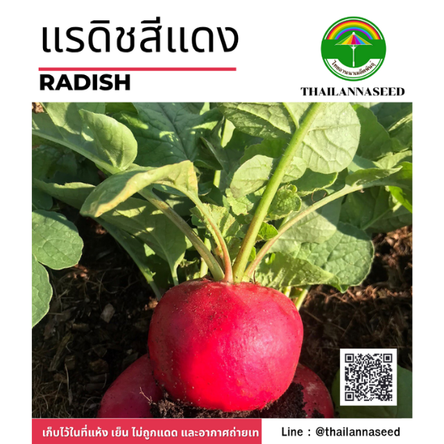 แรดิชสีแดง ( ขนาด 10 กรัม ) รหัสสินค้า 5005