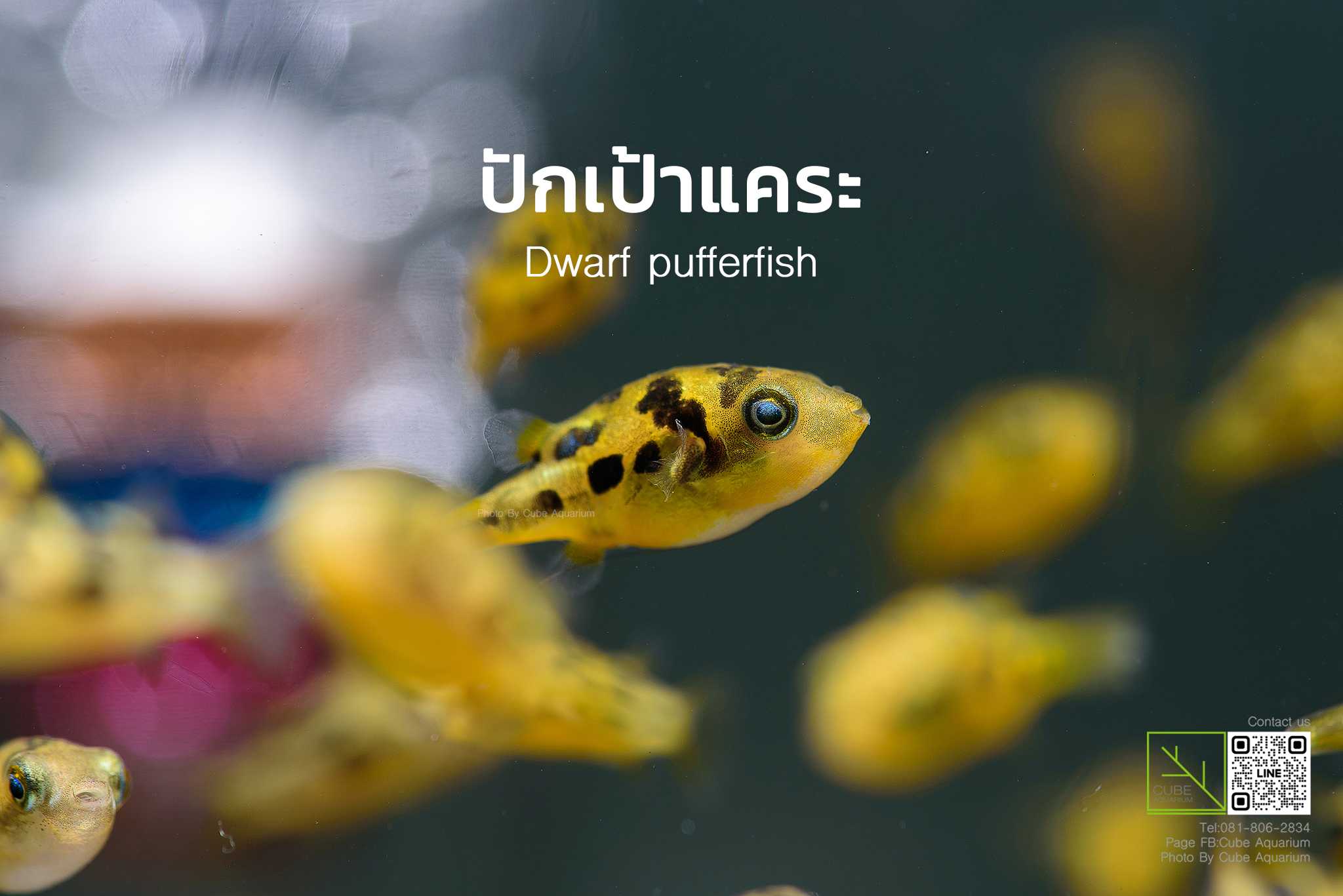 ปลาปักเป้าแคระ Dwarf pufferfish  0.5“