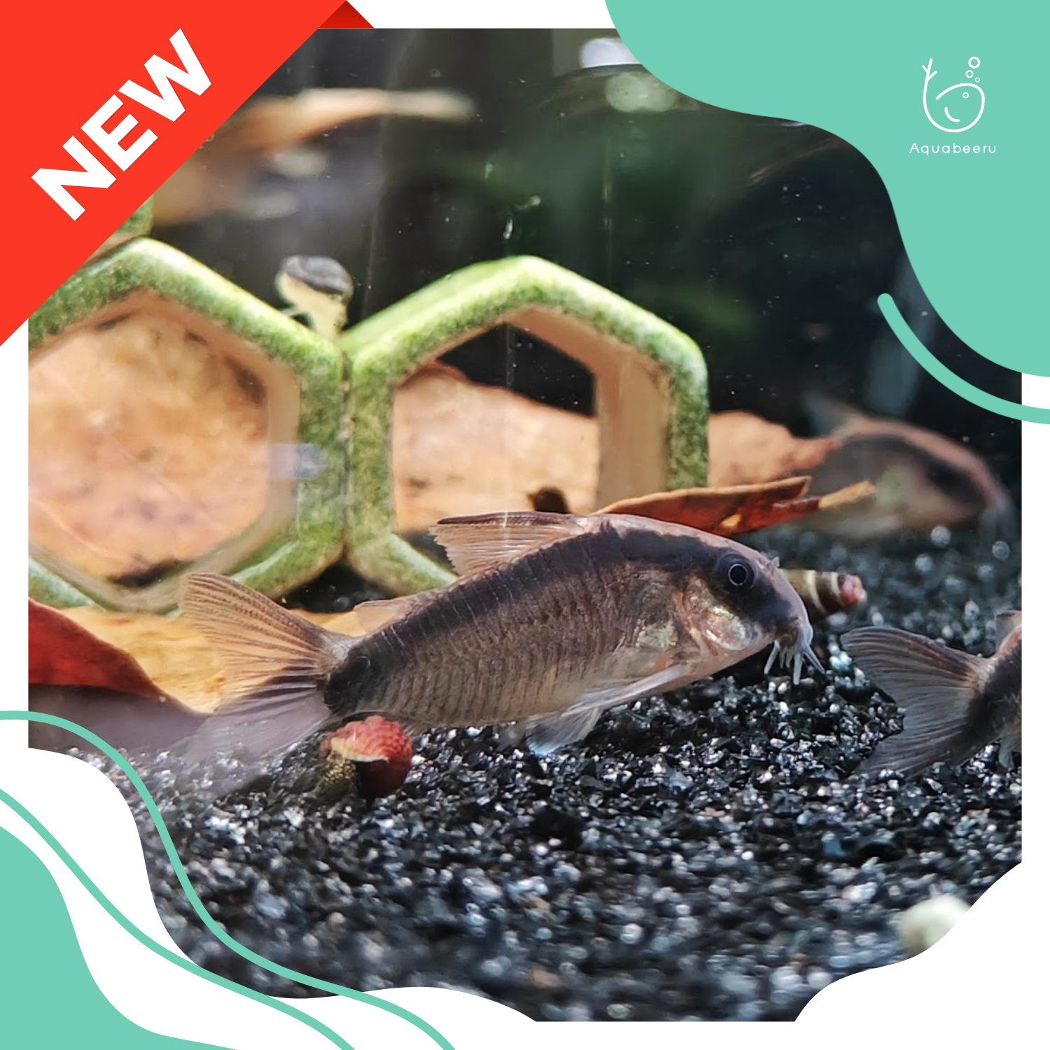 ปลาแพะวงเดือน (Corydoras Granti)