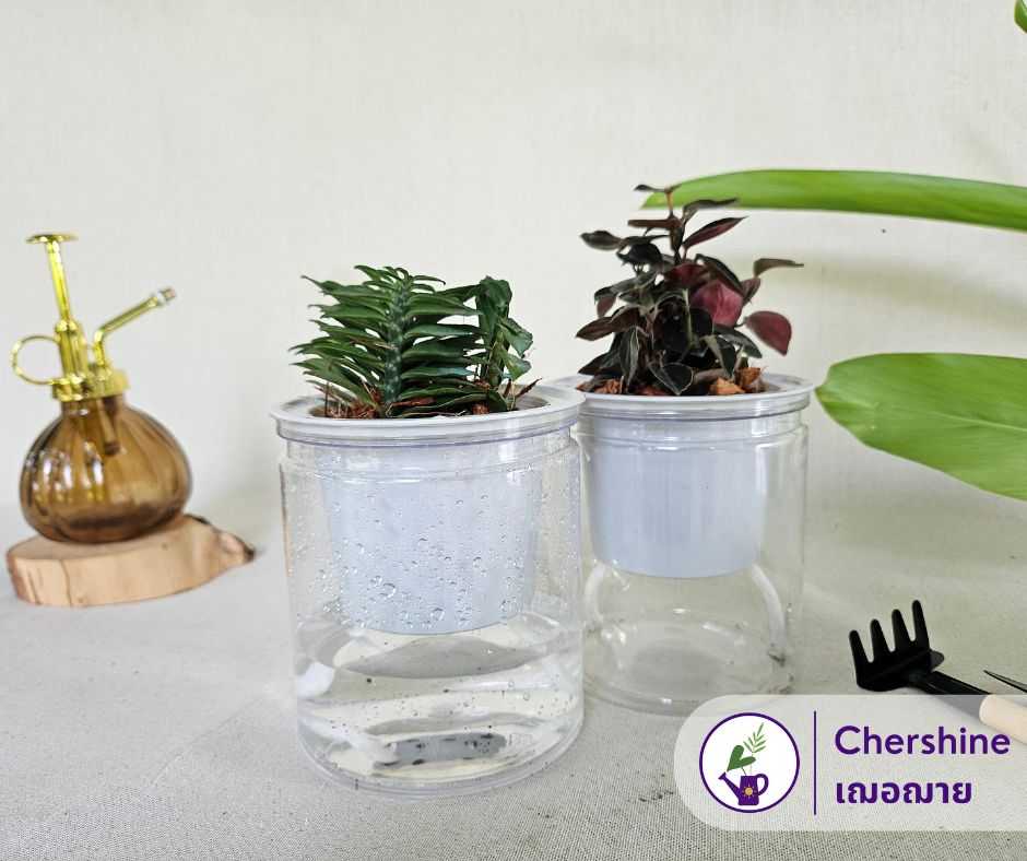 กระถางรดน้ำต้นไม้อัตโนมัติ (01) เฌอฌาย