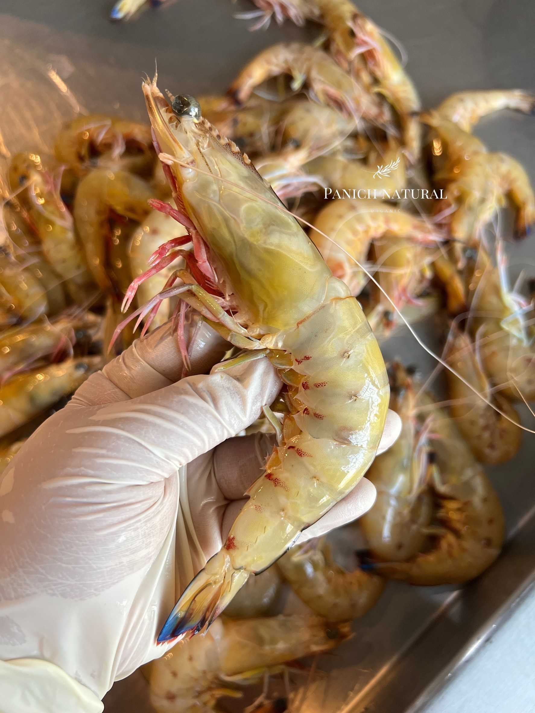 กุ้งม้าลายสด รสสัมผัสคล้ายกับกุ้ง Ebi