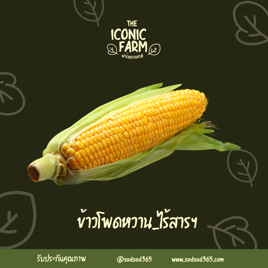 ข้าวโพดหวานฝักใหญ่1000กรัม ไร้สารฯ