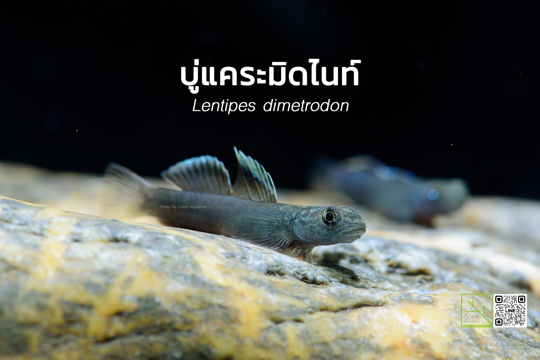 ปลาบู่แคระมิดไนท์ Lentipes dimetrodon