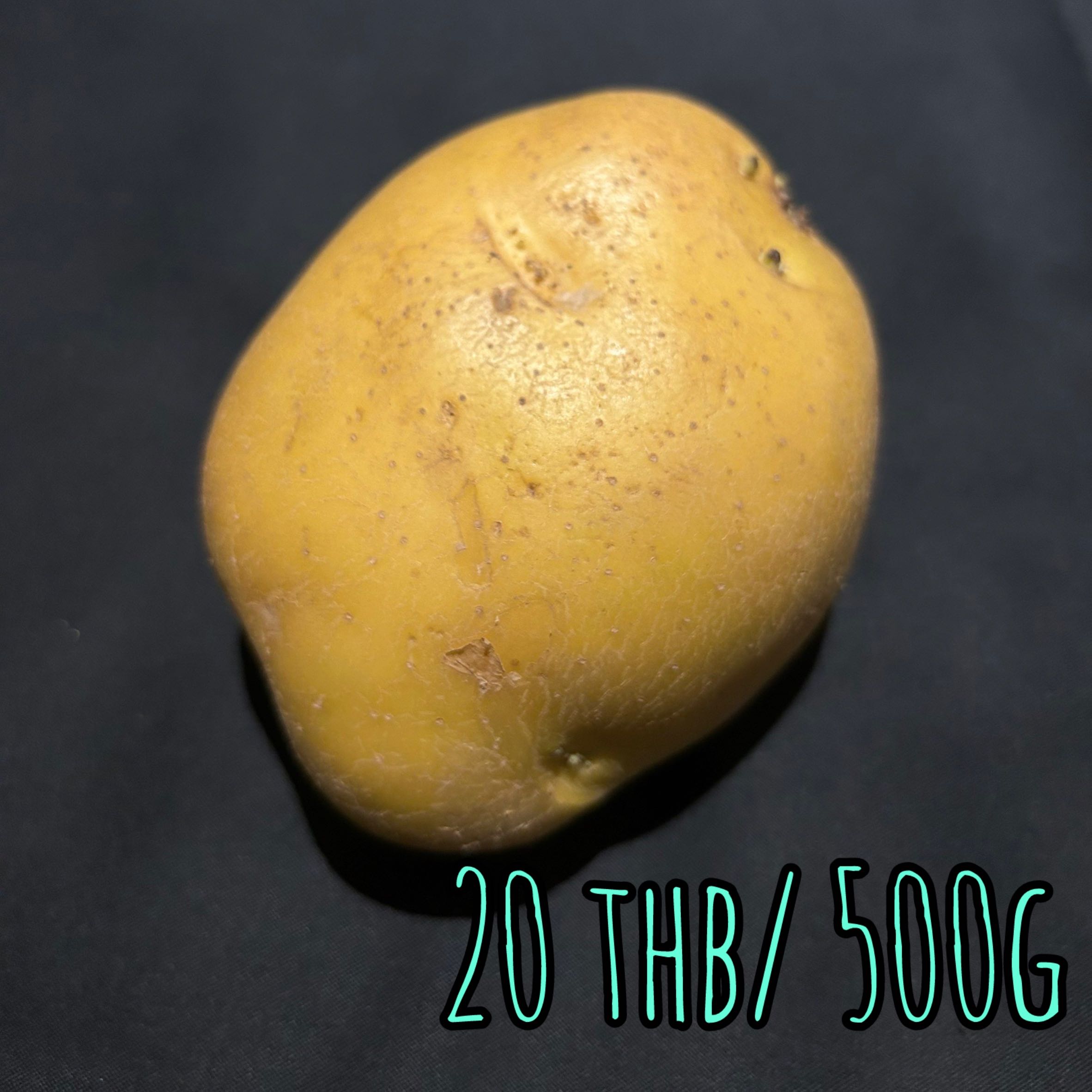 Small Potato  小さなジャガイモ  มันฝรั่งเล็ก