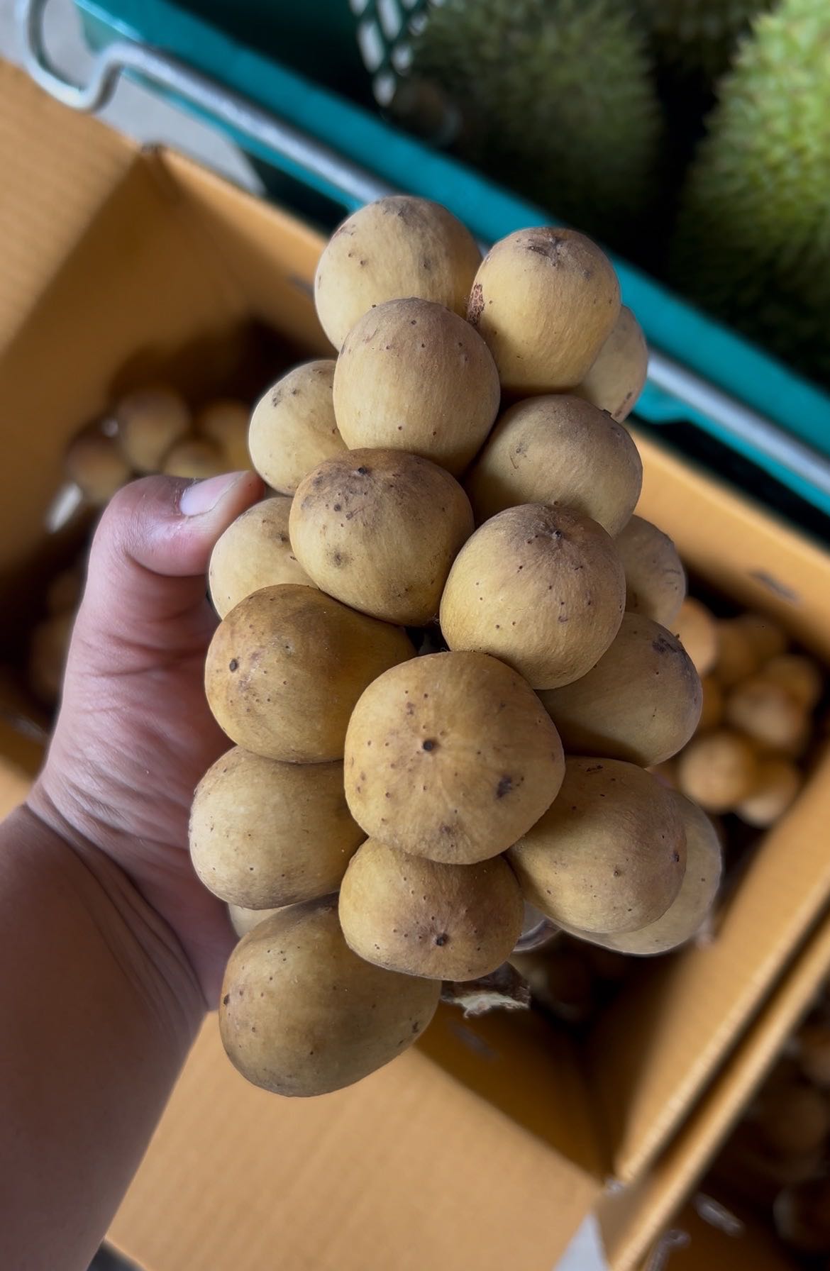 ลองกองล้วน (5kg./กล่อง)