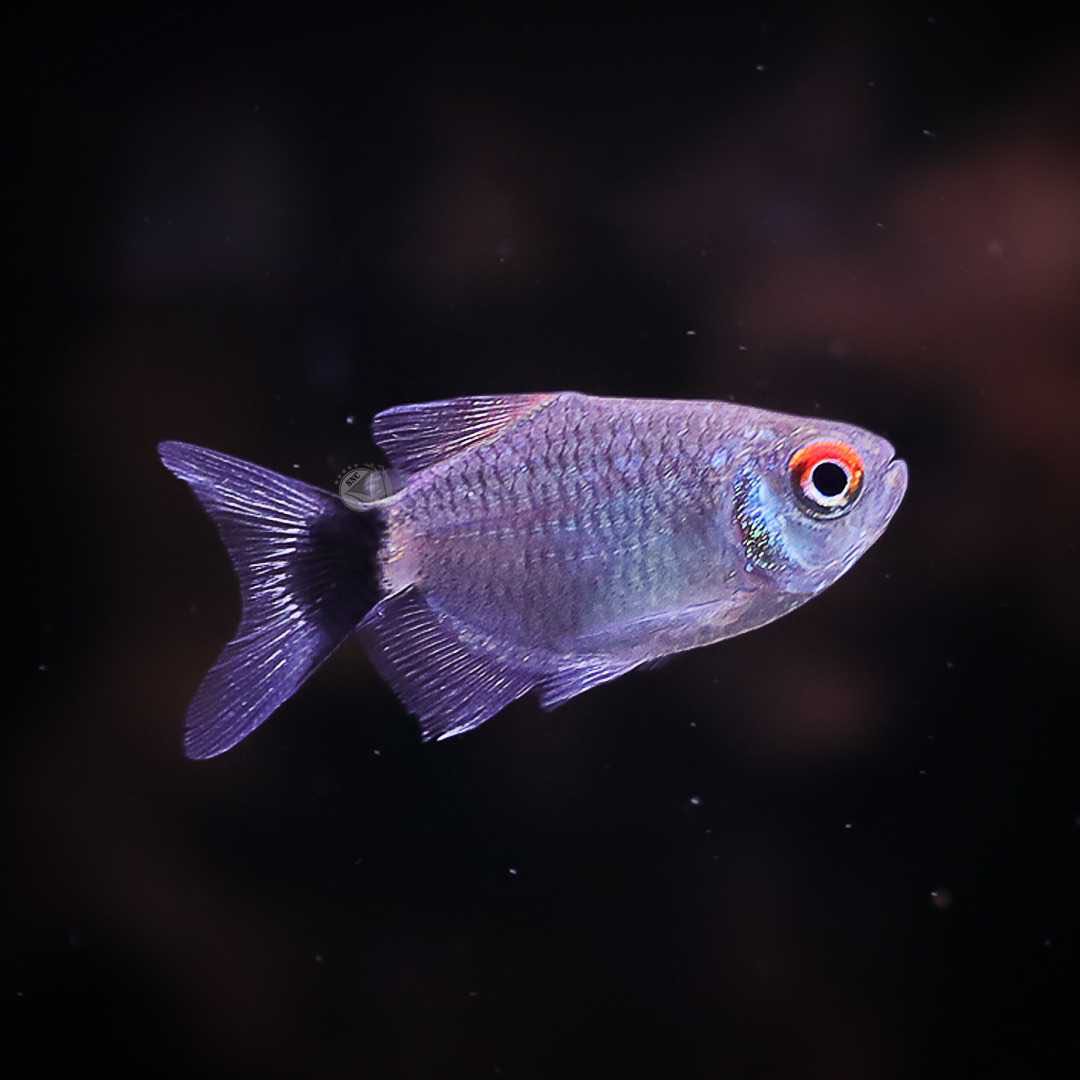 ปลามองฮอกเซีย (Red Eye Tetra)