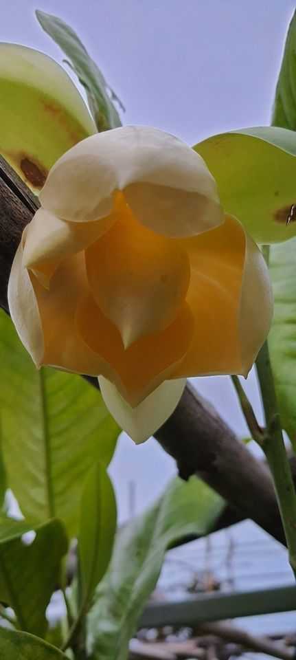 มณฑาทองคำขาว