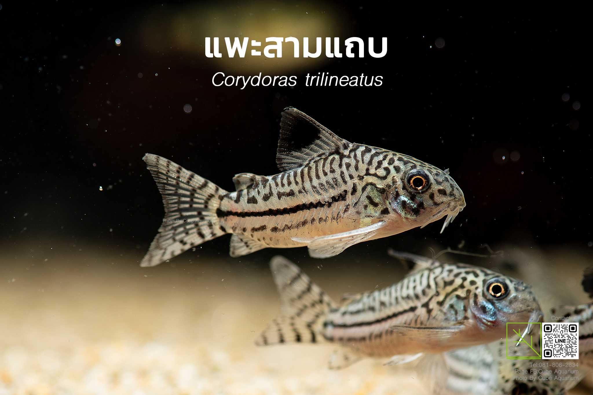 แพะสามแถบ (แพะจูลี่ปลอม) .Corydoras trilineatus