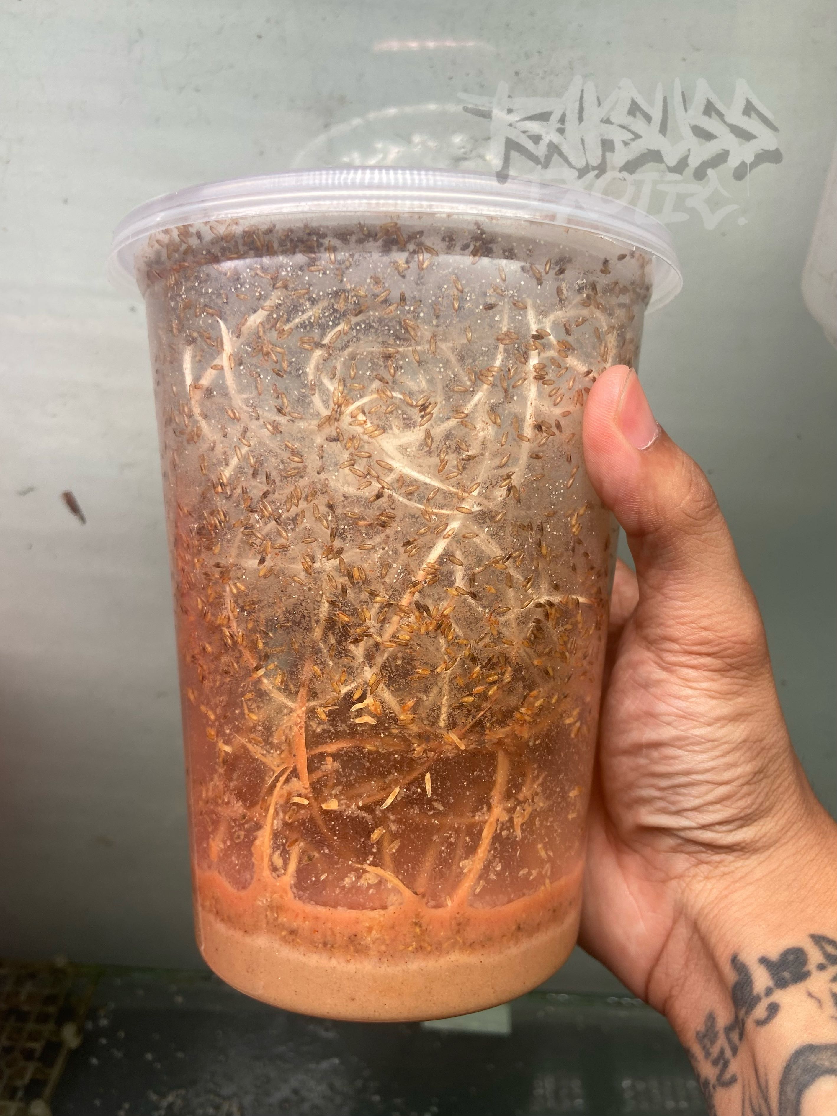 Fruit Fly Size S
