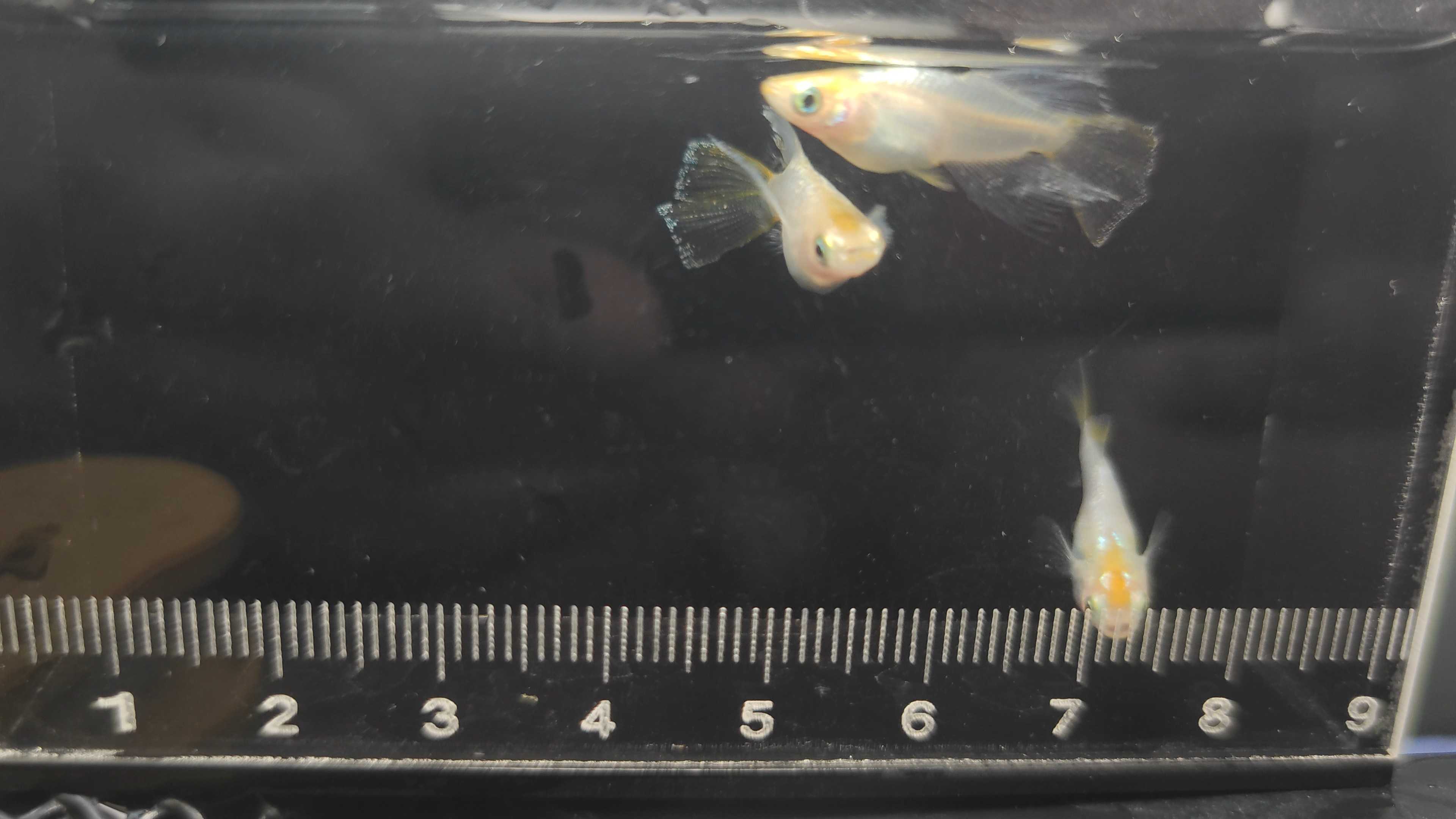 Medaka fish Hanarei hikari type real long finนำเข้าจากญี่ปุ่น