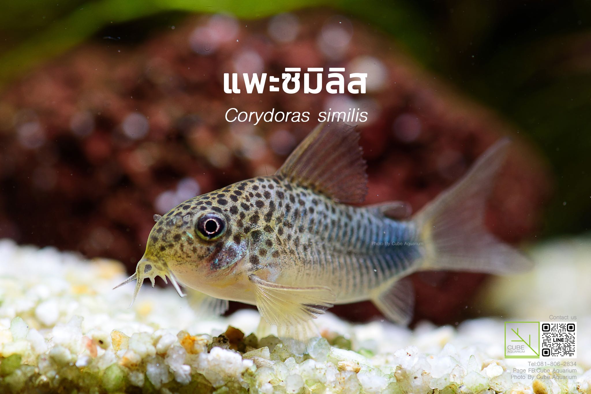 แพะซิมิลิส  Corydoras similis1นิ้ว