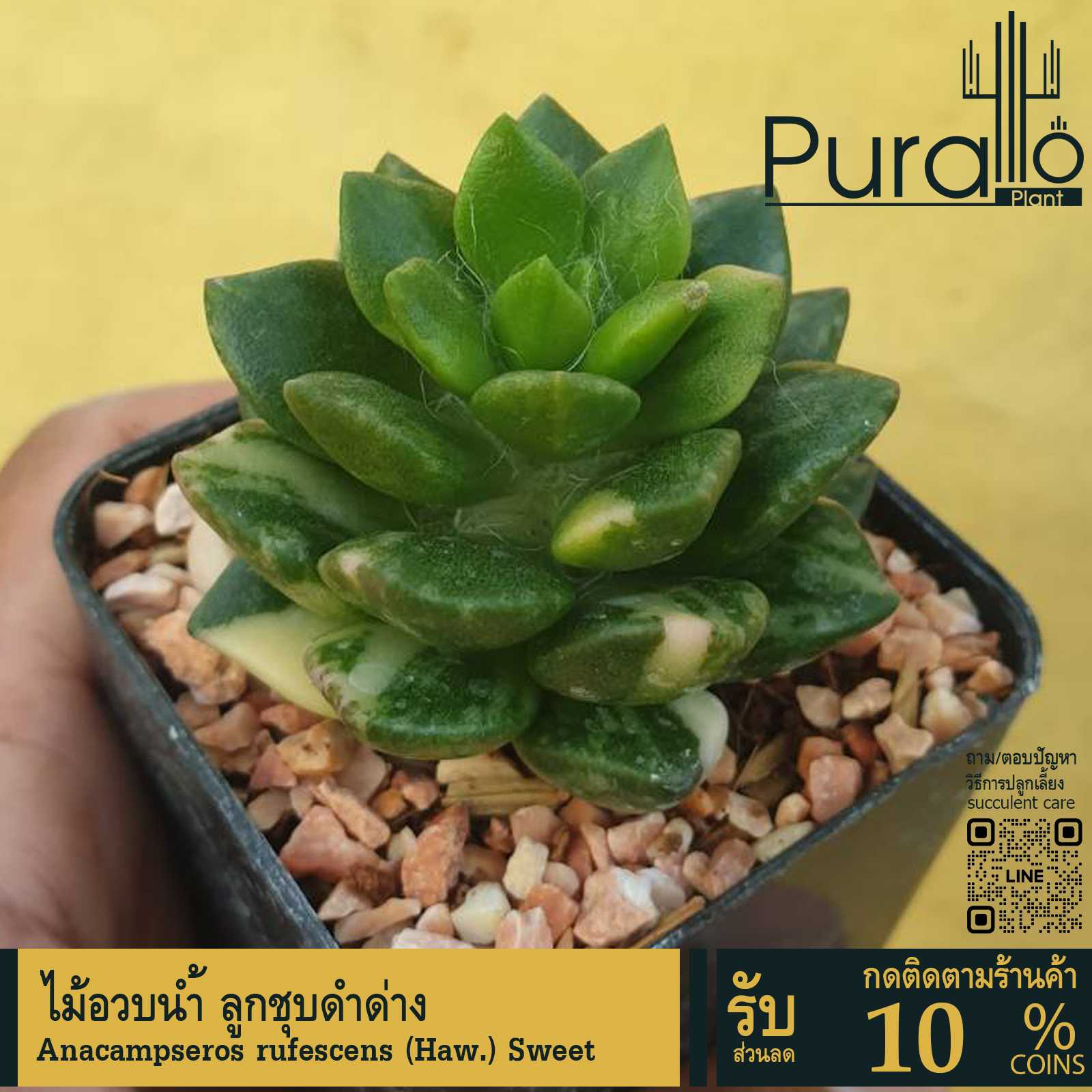 ต้นไม้อวบน้ำ กุหลาบหิน ลูกชุบกุหลาบดำ Anacampseros Retusa #succulent #ลูกชุบ