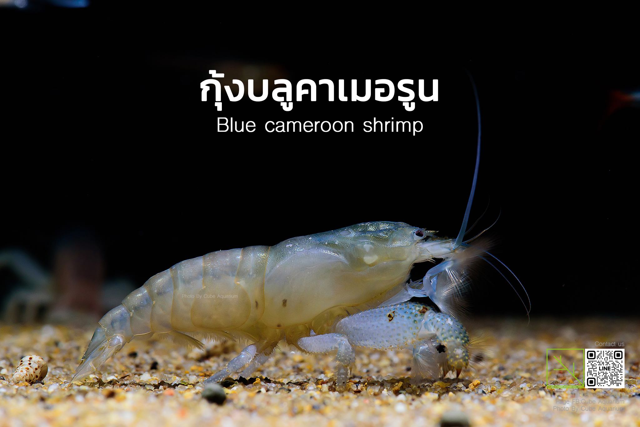 กุ้งบลูคาเมอรูน blue cameroon shrimp ,Atya gabonensis