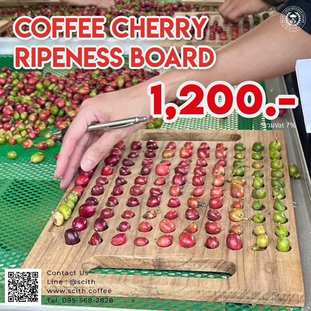 Coffee cherry ripeness board - กระดาน 100 รู | LINE SHOPPING