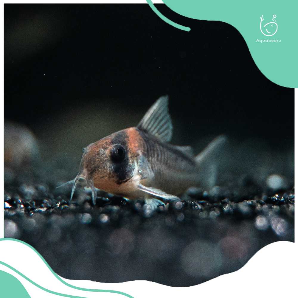 ปลาแพะอโดฟอย (Corydoras adolfoi)