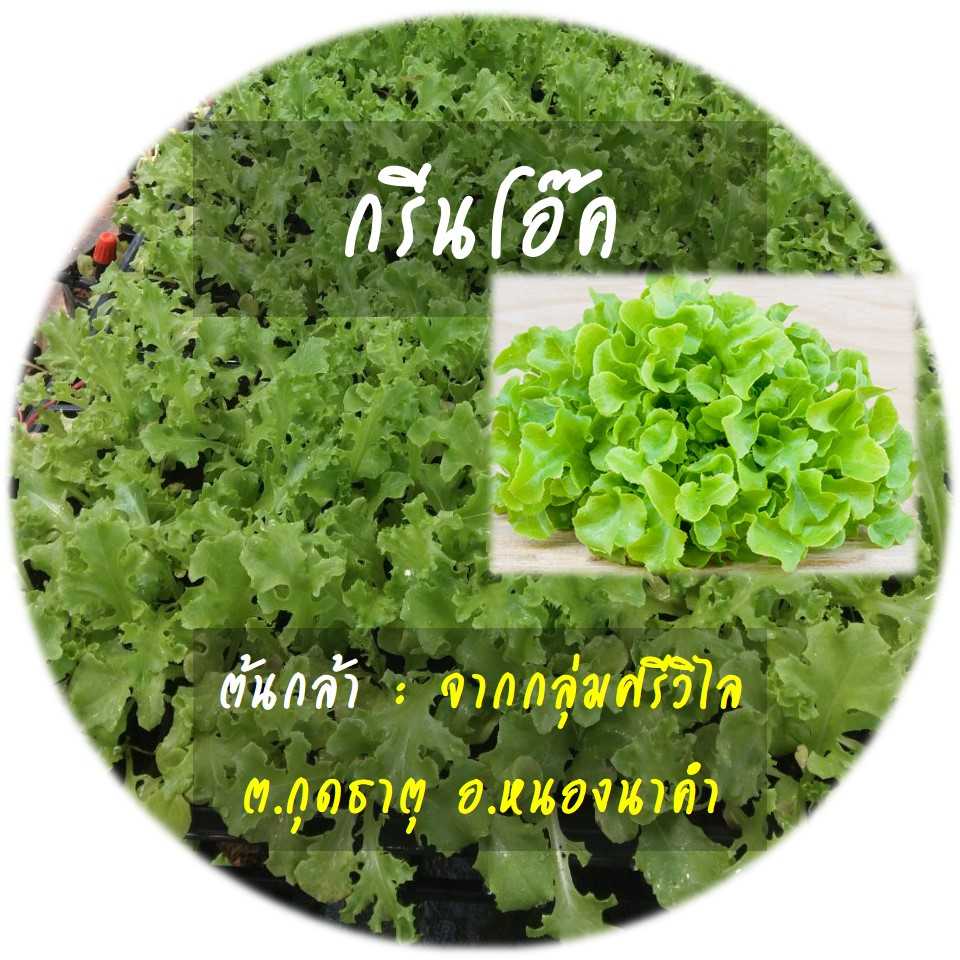 สั่งจองล่วงหน้า ต้นกล้ากรีนโอ๊คพร้อมถาด 1 ถาด( 105 หลุม) รับเองคืนถาด