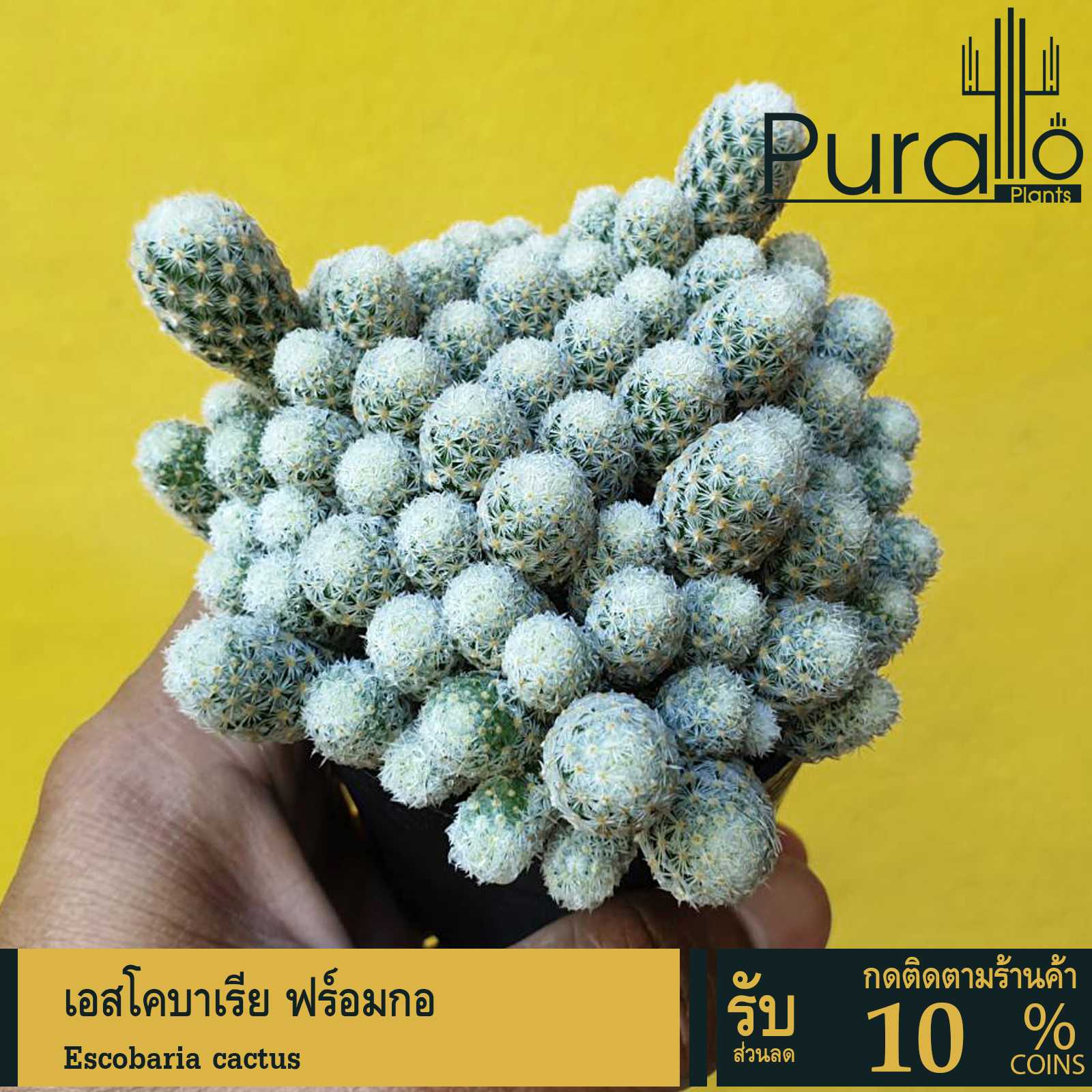 ต้นกระบองเพชร แคคตัส เอสโคบาเรีย ฟร์อมกอ #Escobaria #cactus #สีขาว #แคสตัส