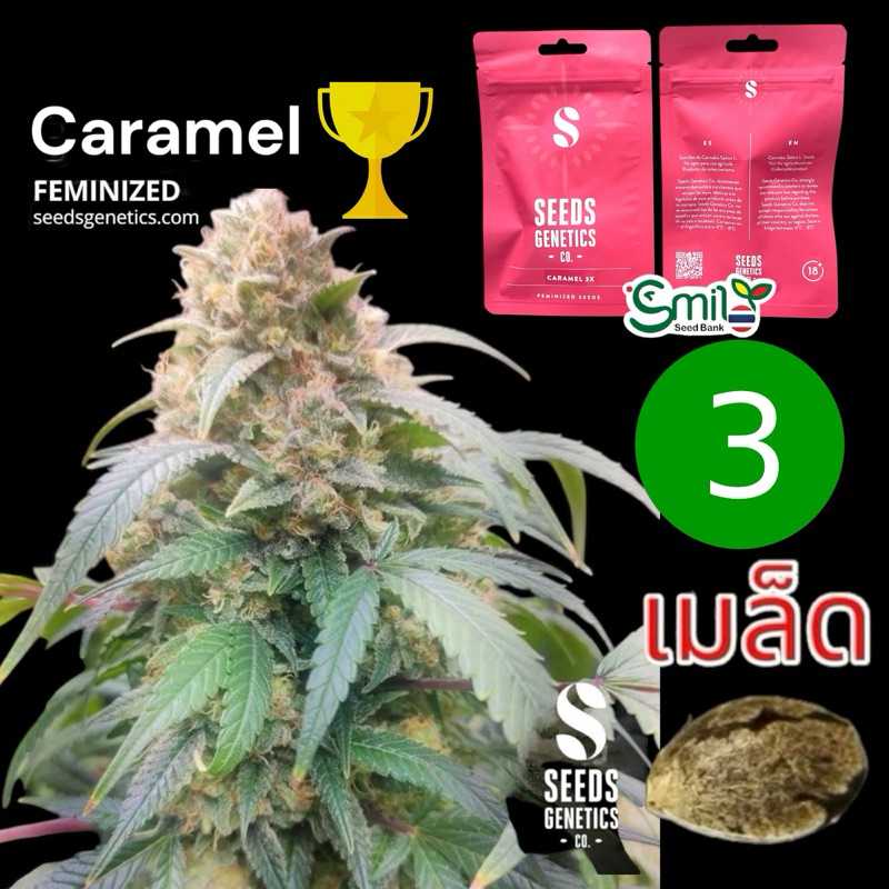 Caramel feminized pack 3