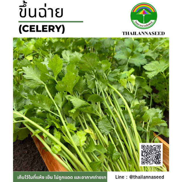 ขึ้นฉ่าย ( ขนาด 1 กรัม ) รหัสสินค้า 4043