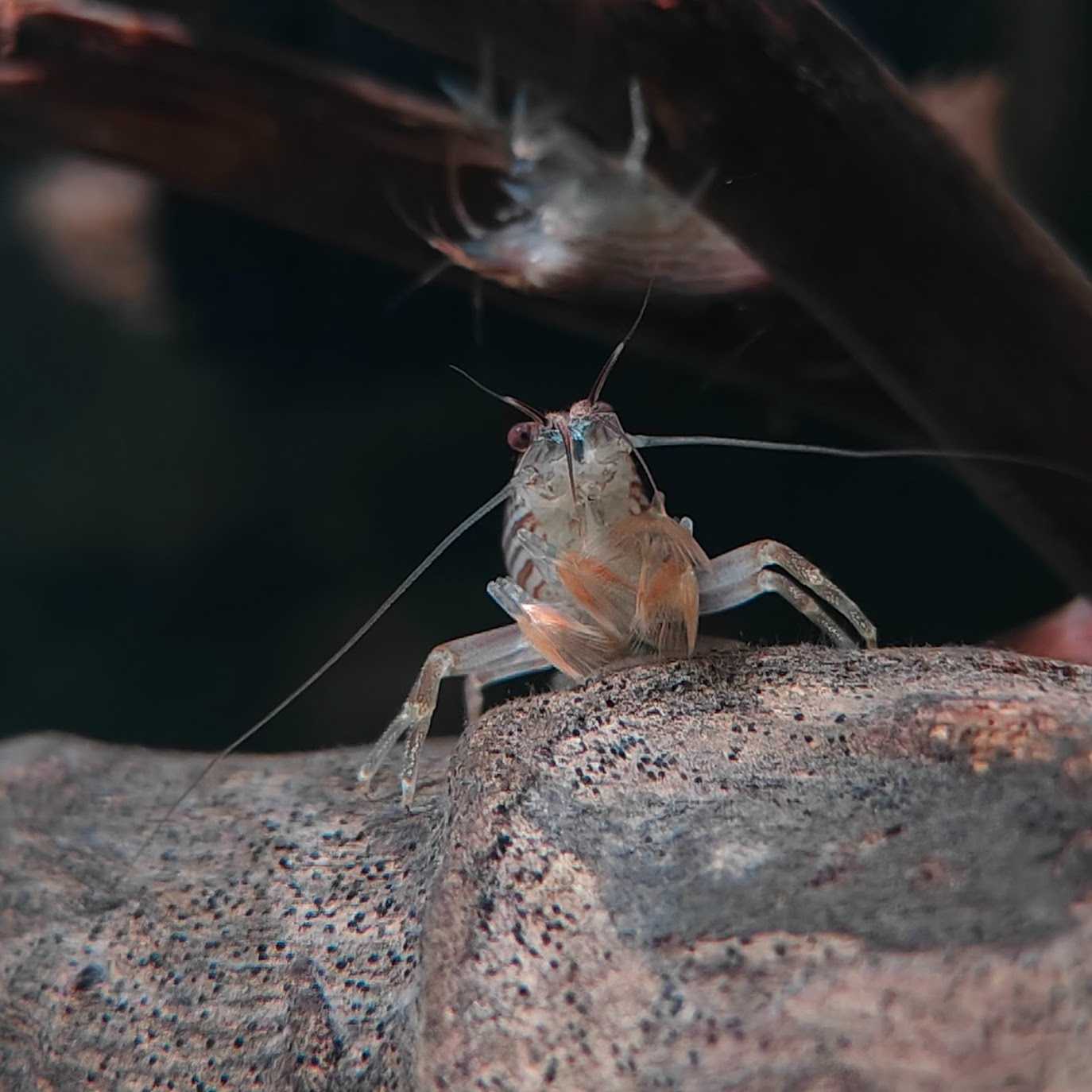 กุ้งกล้วยหอม (Wood Shrimp)
