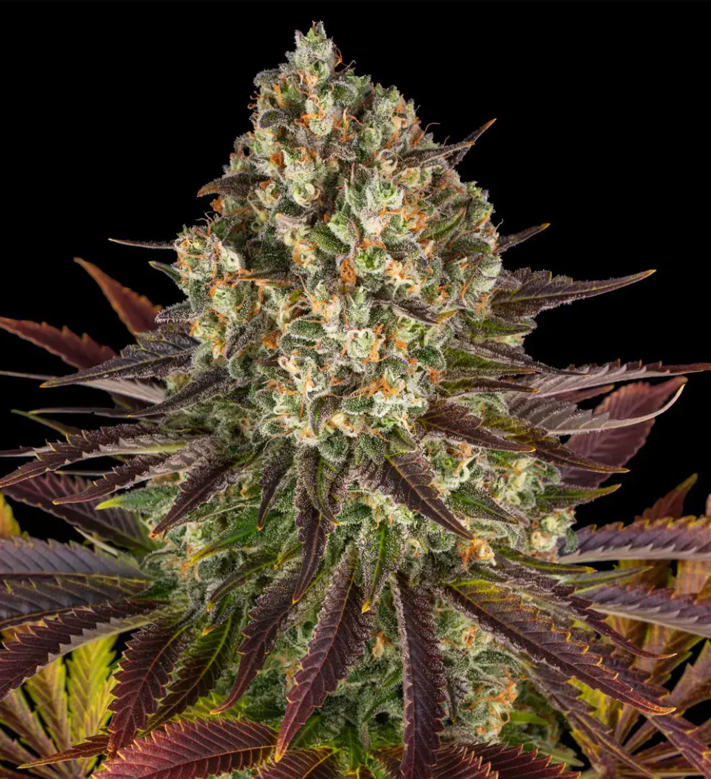 Biscotti Feminized pack 1