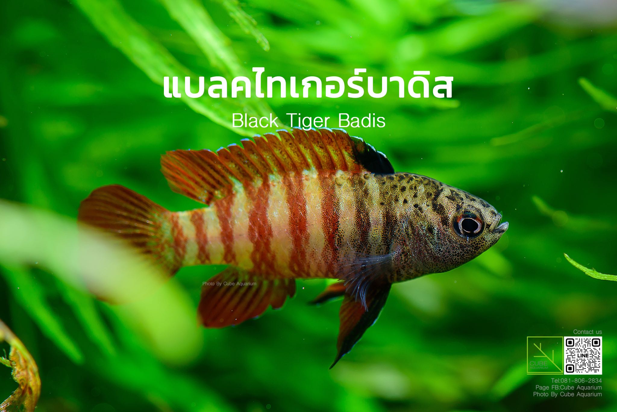 ปลาแบลคไทเกอร์ บาดิส Black Tiger Badis  0.6นิ้ว 