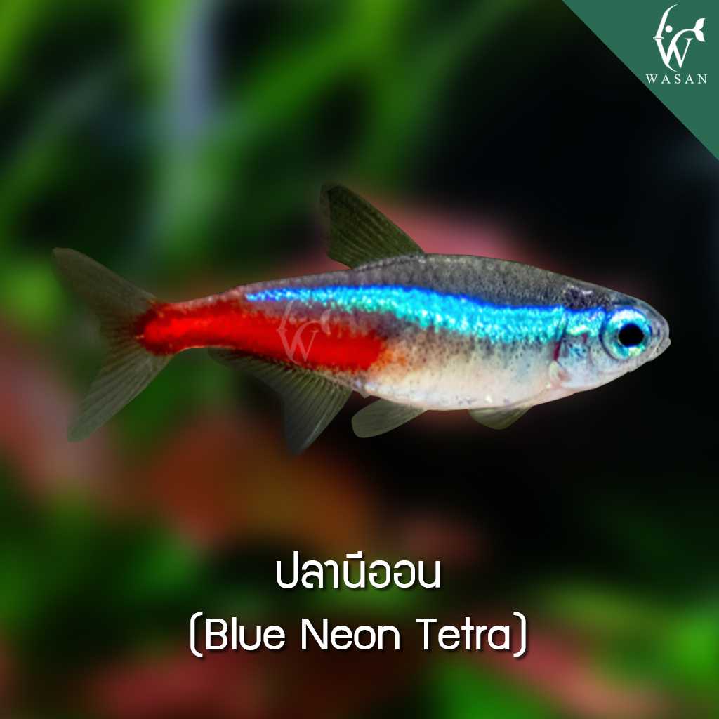 ปลานีออน Blue Neon Tetra ( ไซส์ 2.5 cm )