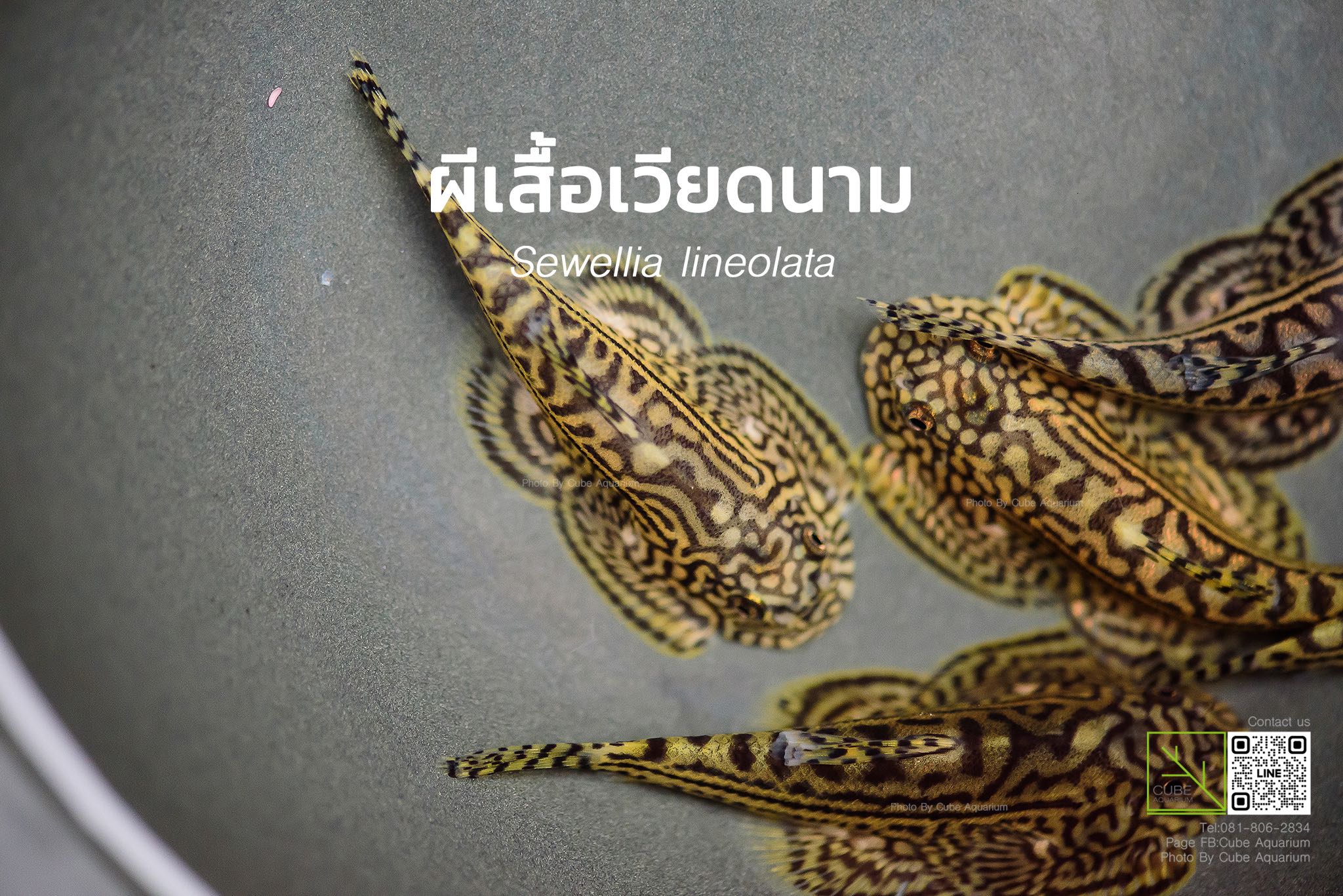 ผีเสื้อเวียดนาม Sewellia lineolata 1.3นิ้ว  