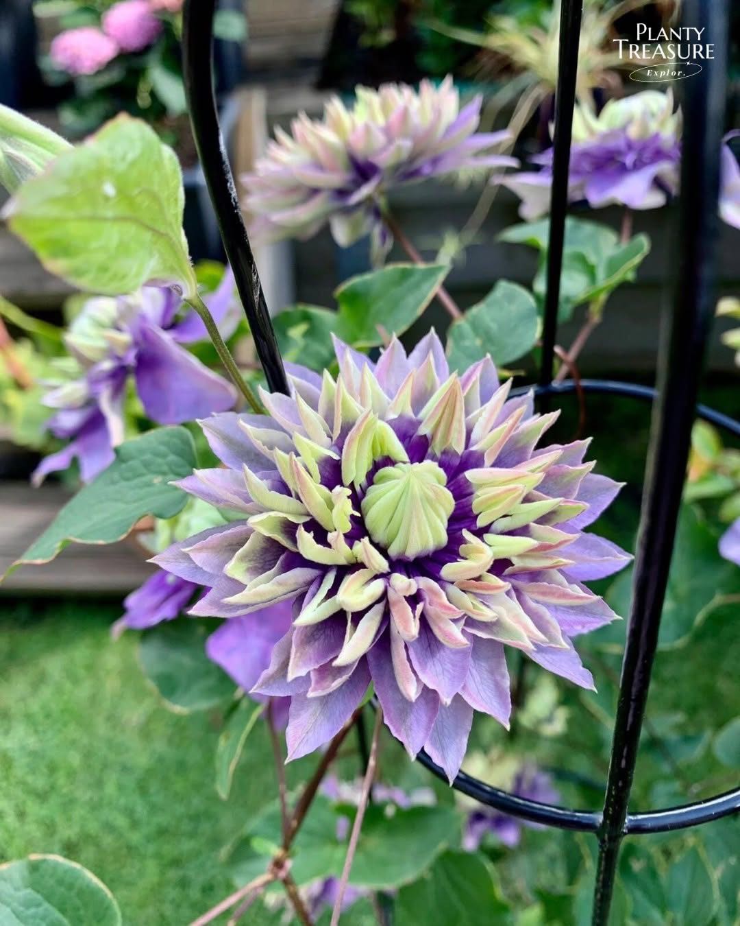 ‘Taiga’ Clematis 
