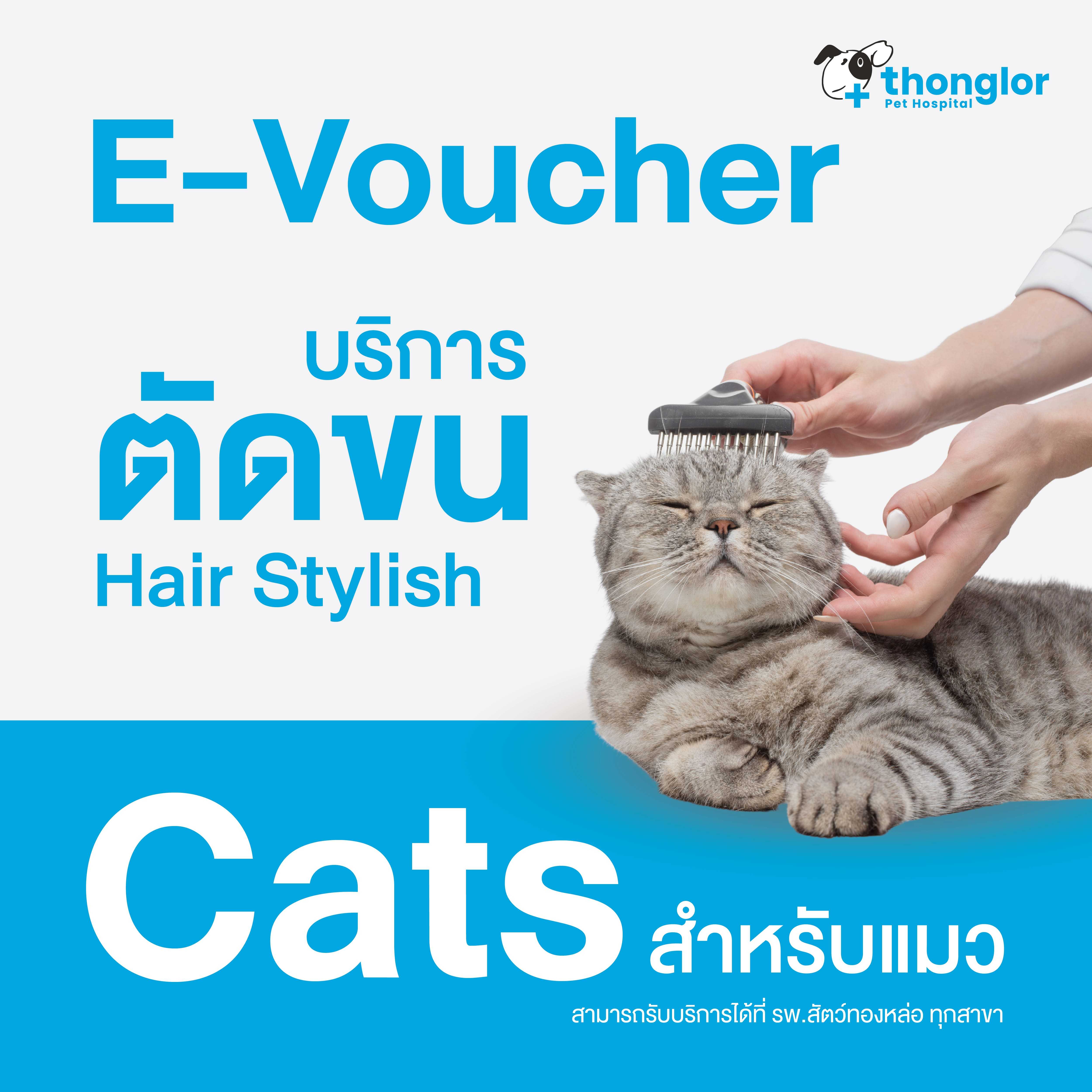 (E-Voucher) Thonglor Pet Care Hair Cut_Cats - บริการตัดขน ตัดเล็บ เช็ดหู แปรงขน สำหรับแมว