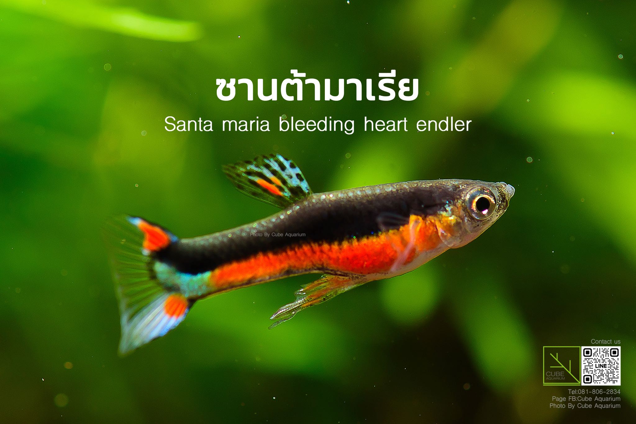 เอนเลอร์ซานต้า มาเรีย  Santa maria bleeding heart endler 0.8 นิ้ว