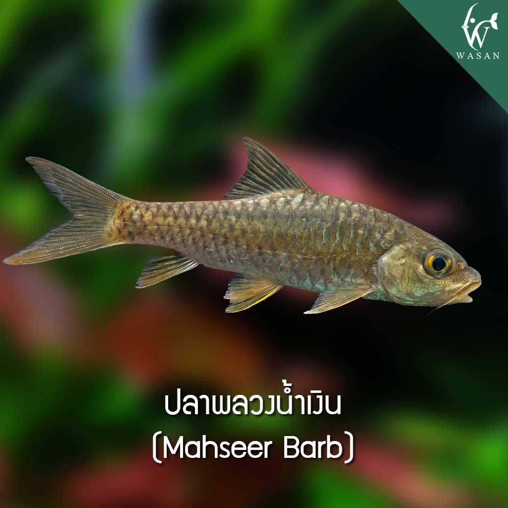 ปลาพลวงน้ำเงิน Mahseer Barb (ไซส์ 3 นิ้ว)