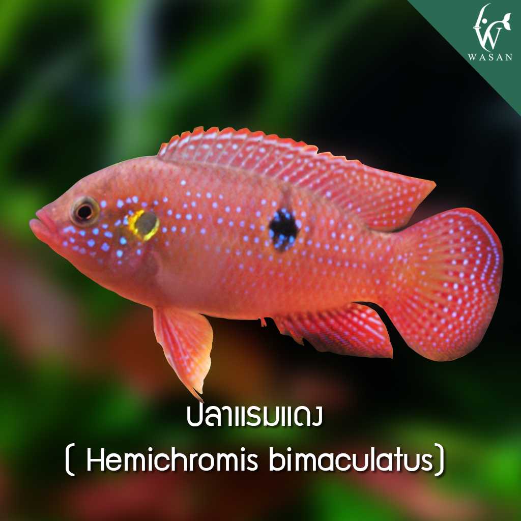ปลาแรมแดง Hemichromis bimaculatus