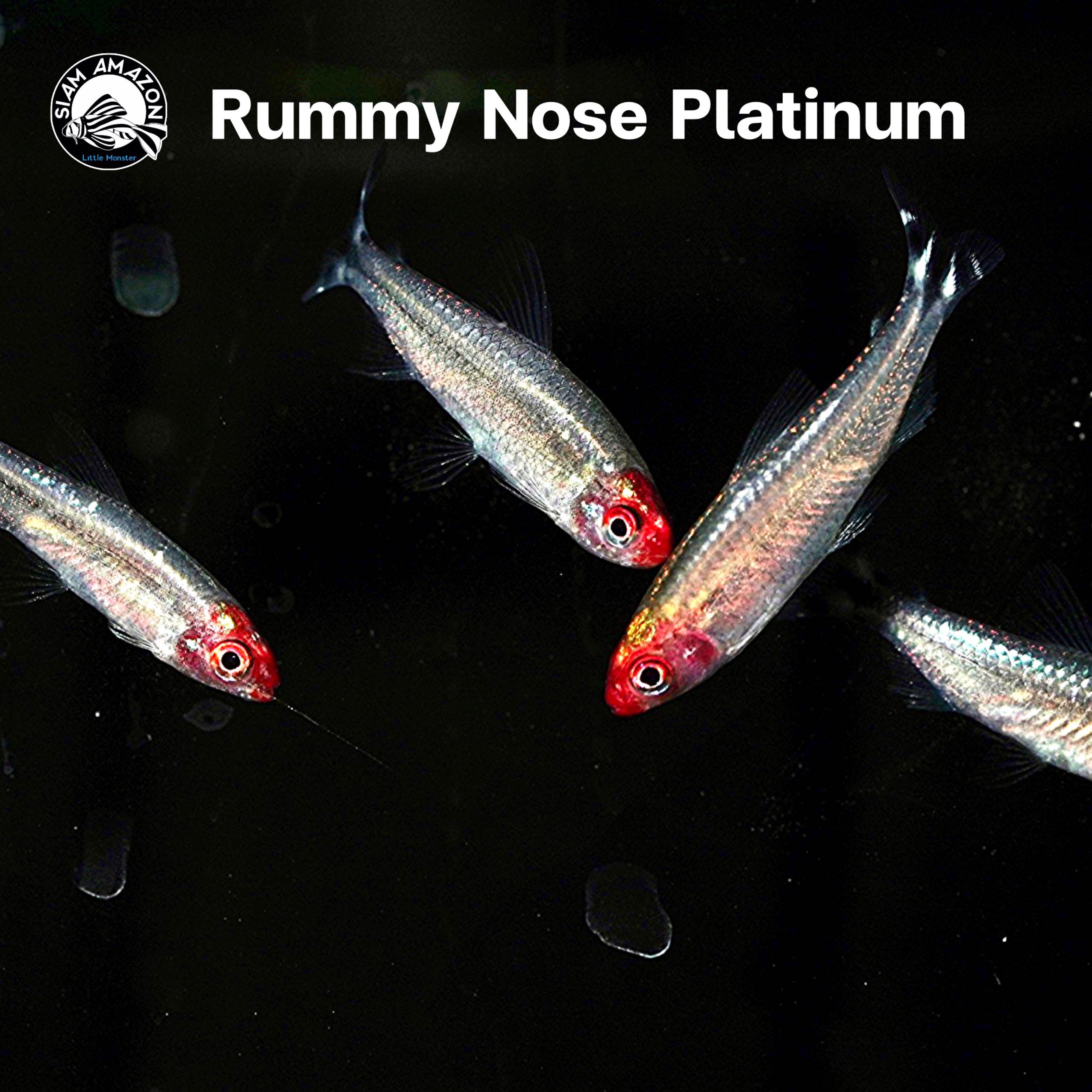 Rummy Nose Platinum รัมมี่โนส แพลตตินั่ม ไซส์ 1.5 นิ้ว