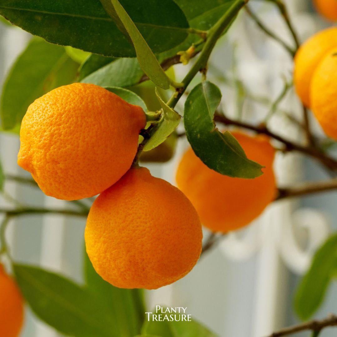 Yura Mikan ผลใหญ่หวานฉ่ำ