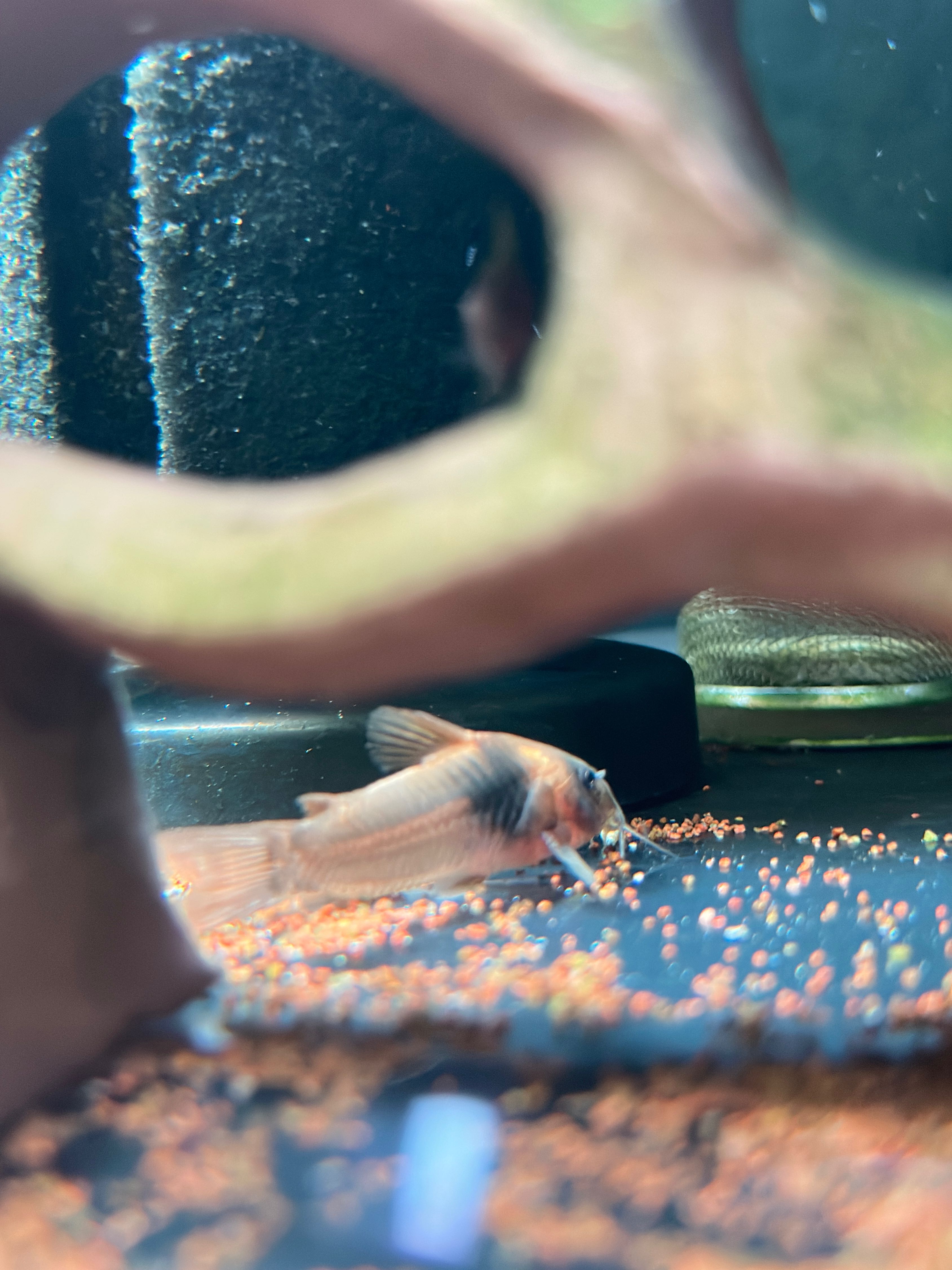 203 Corydoras CW016