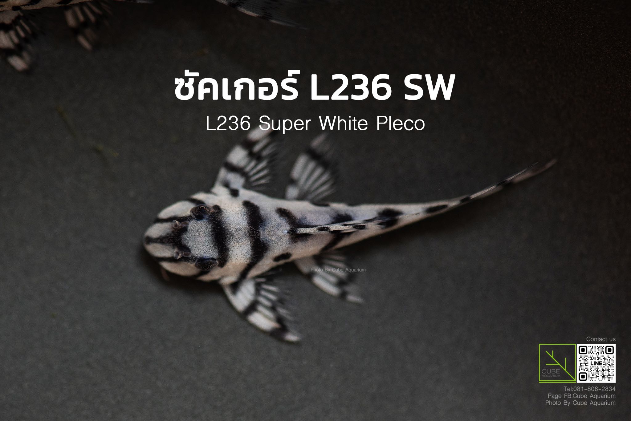 ซัคเกอร์ L236 Super White Pleco  1.1” ภาพตามตัว ชุดใหม่
