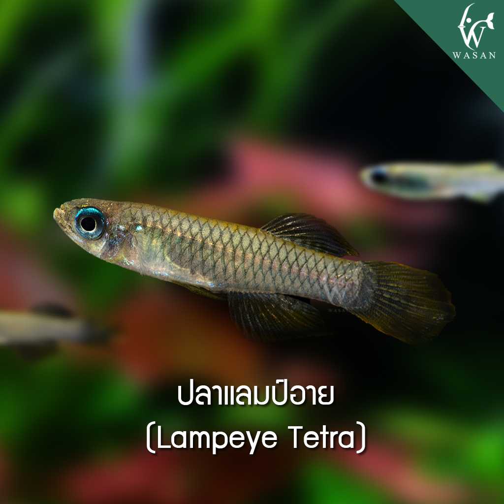 ปลาแลมป์อาย Lampeye Tetra (ไซส์ 2-3 cm)