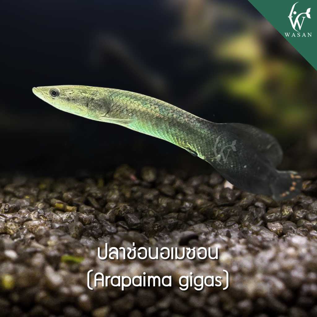 ปลาช่อนอเมซอน Arapaima gigas (ไซส์ 4 นิ้ว)
