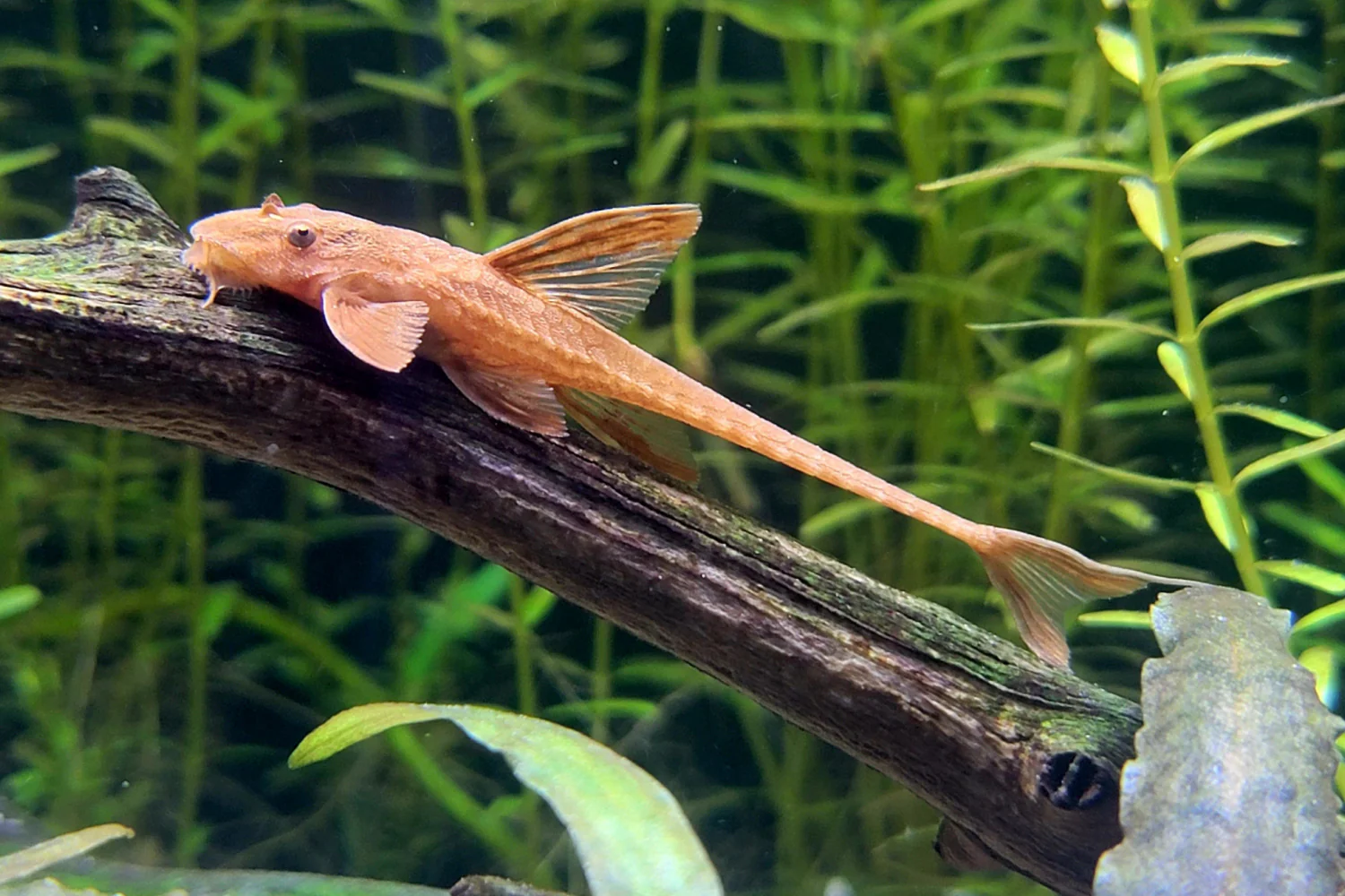 Red Lizard catfish