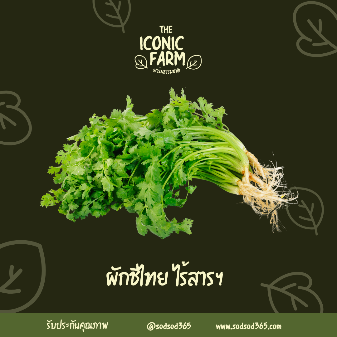 ผักชีไทย 100g ผักบำรุงกระเพาะอาหาร