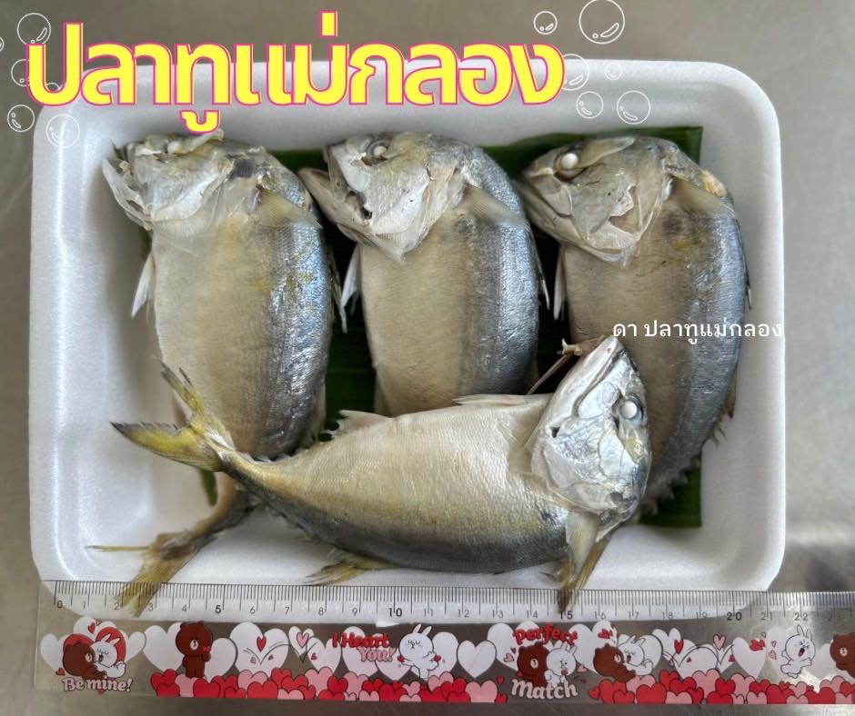 ปลาทูนึ่ง XL มี 4 ตัว