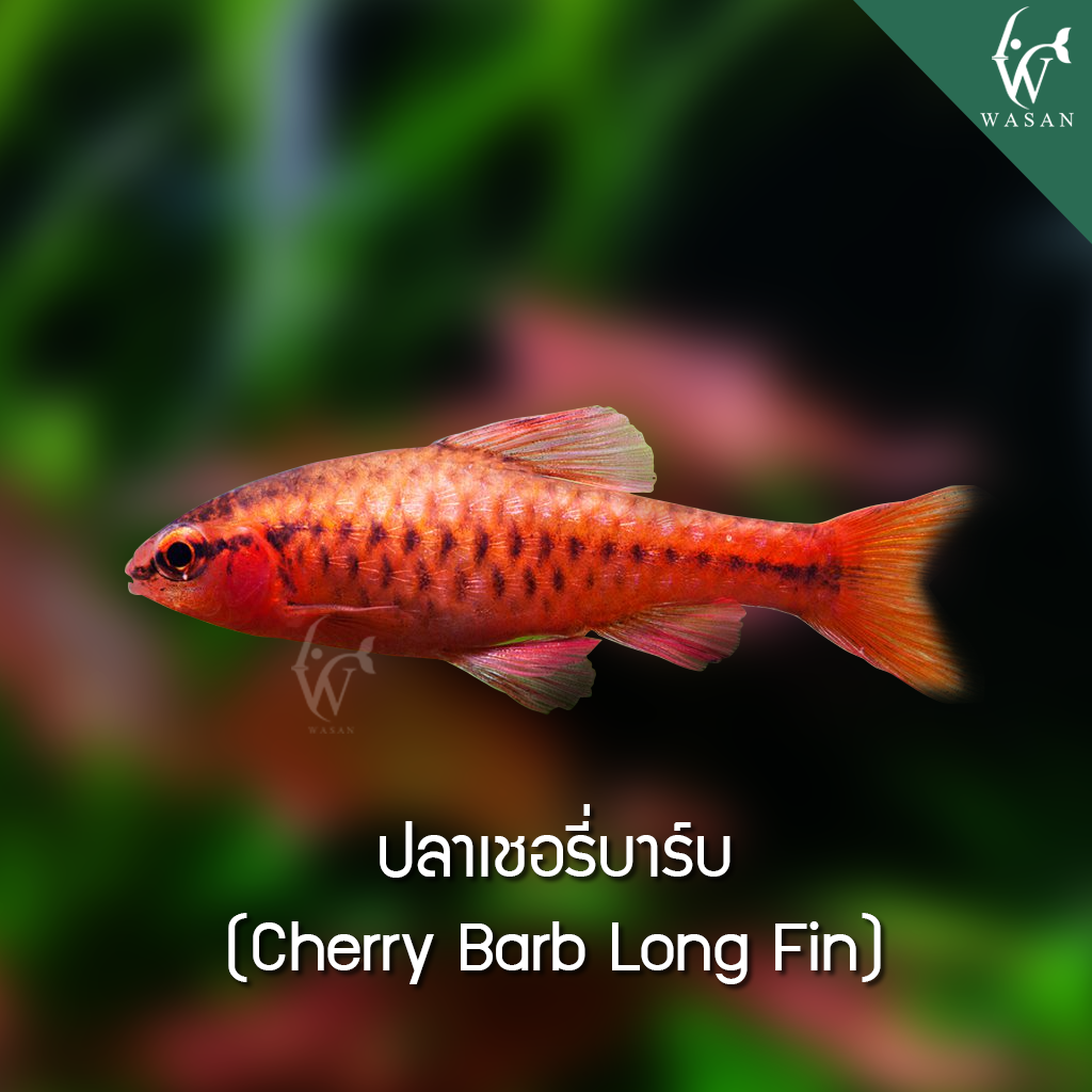 ปลาเชอรี่บาร์บ Cherry Barb Long Fin (ไซส์ 3-4 cm)