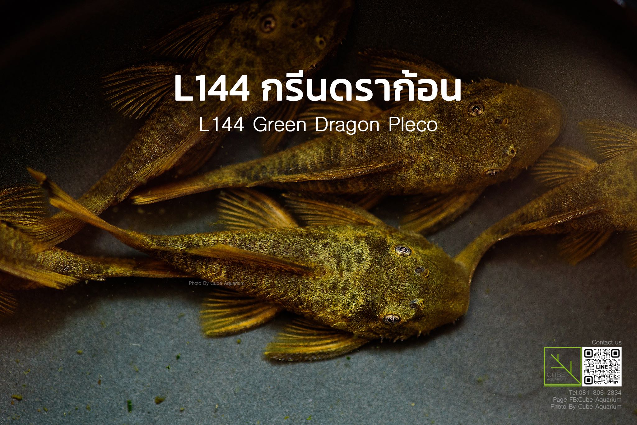 L144กรีนดราก้อน L144 greendragon pleco 1.2นิ้ว 