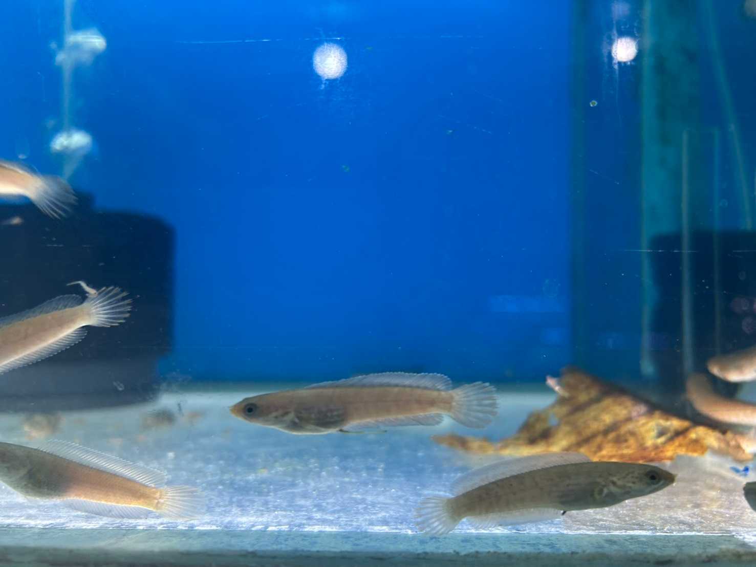 ปลาช่อนแอนดริว (3 นิ้ว)