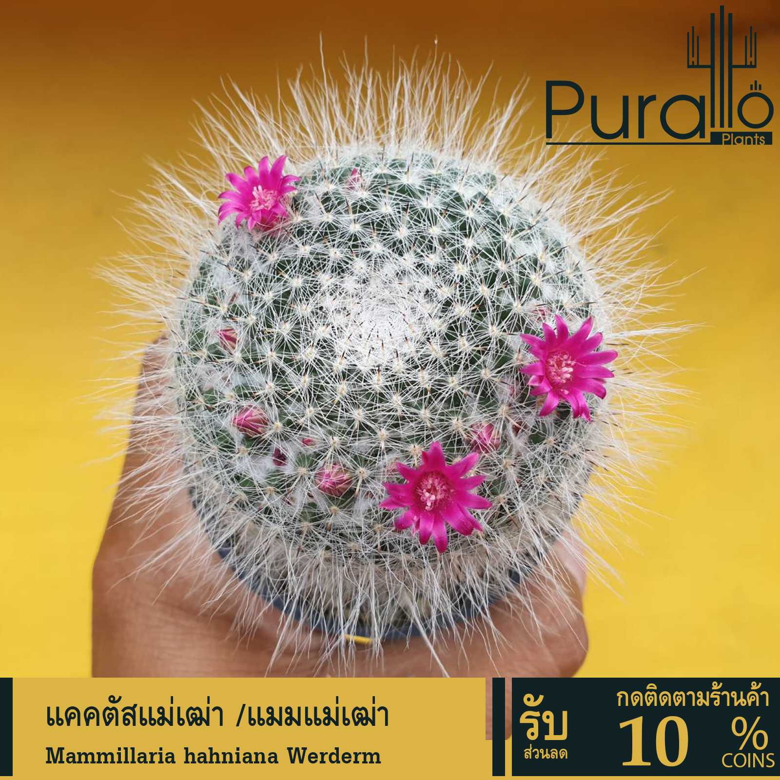 ต้นกระบองเพชร แมมแม่เฒ่า ฮาเนียนา Mammillaria hahniana #cactus #Mammillaria