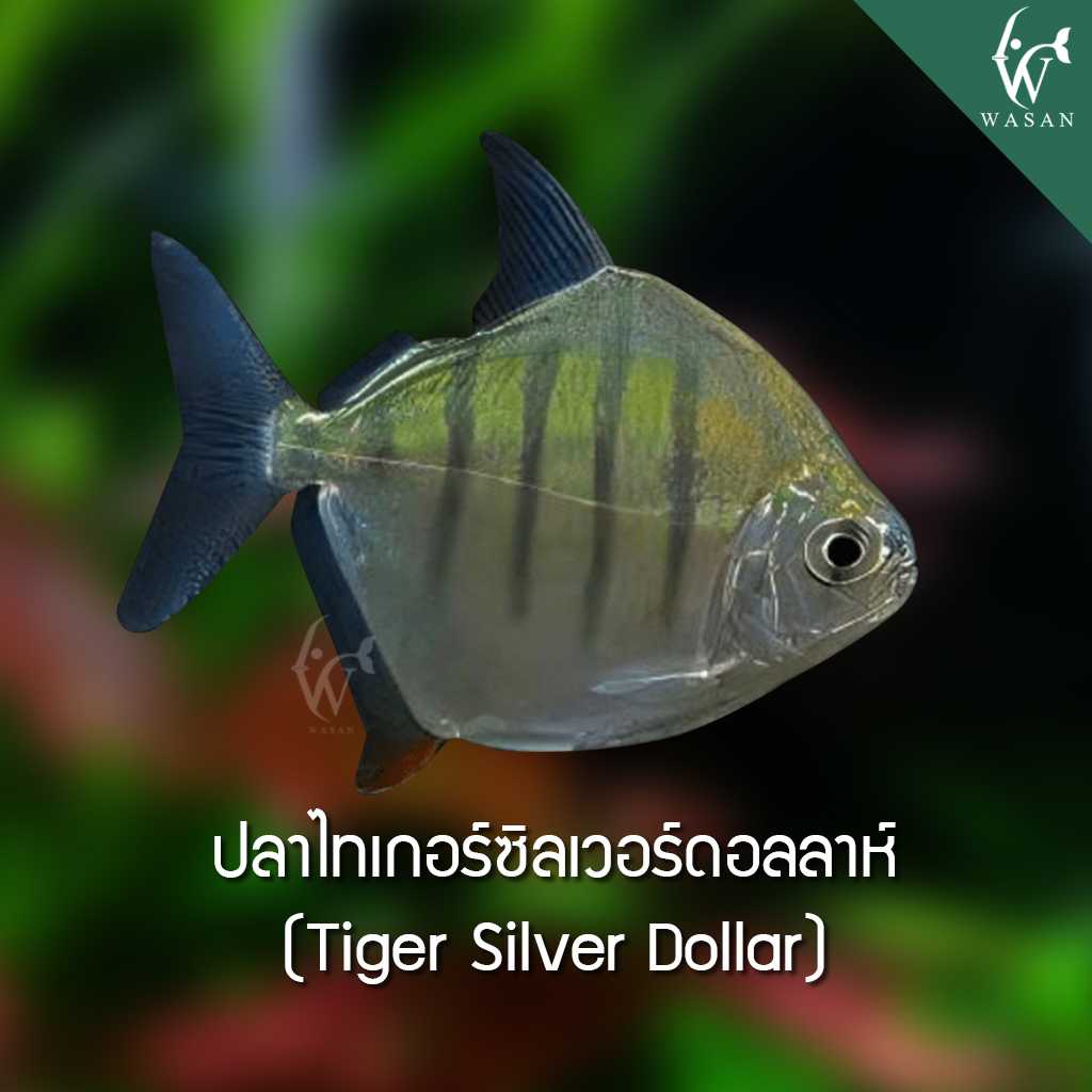 ปลาไทเกอร์ซิลเวอร์ดอลลาห์ Tiger Silver Dollar (ไซส์ 2 นิ้ว)