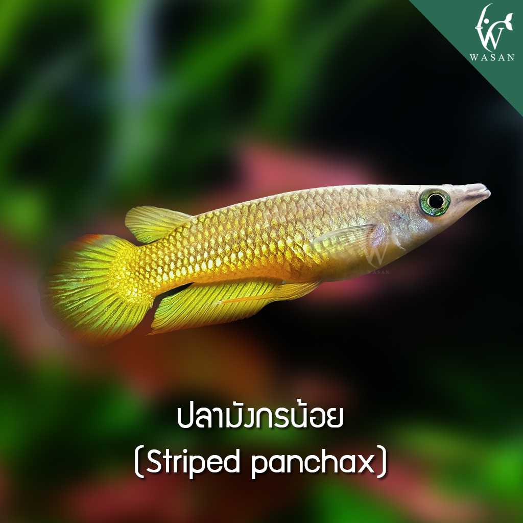 ปลามังกรน้อย Striped panchax (ไซส์ 2 นิ้ว)