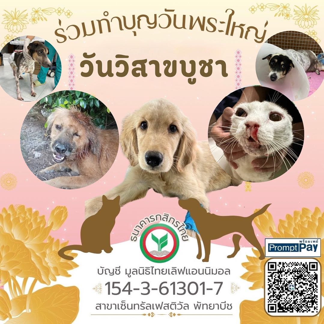 วันพระใหญ่ วันวิสาขบูชา ช่วยค่ารักษาสัตว์ป่วย 30 เคส